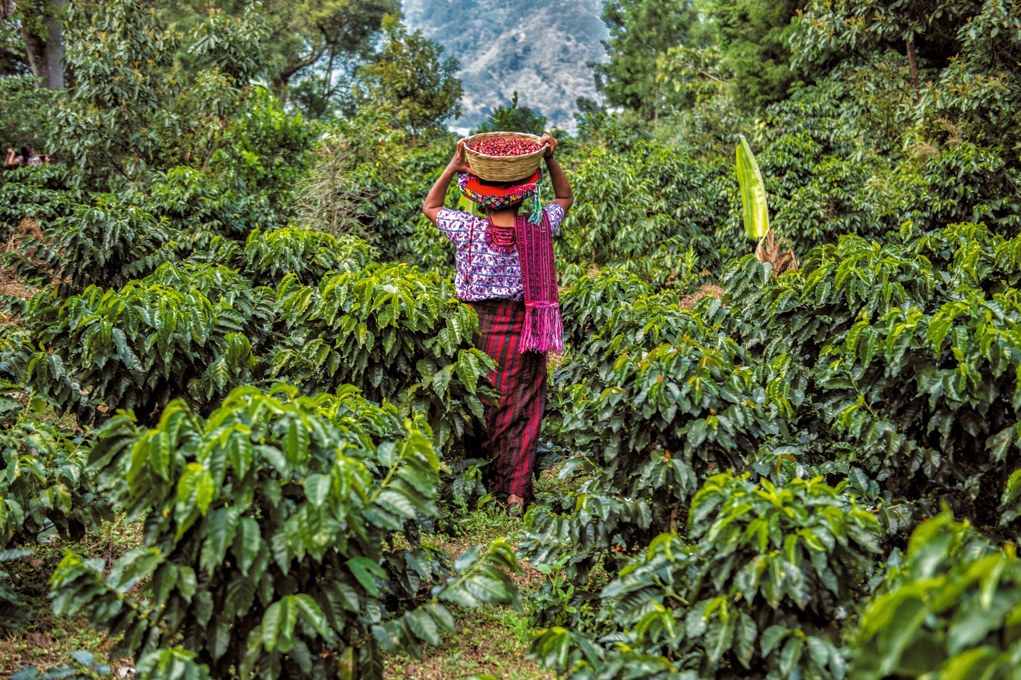 GUATEMALA JOYABAJ FAMILIA OSORIO COFFEE